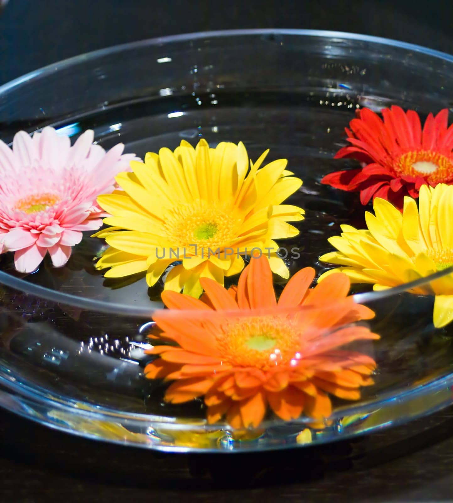 Spa Gerbera Daisies