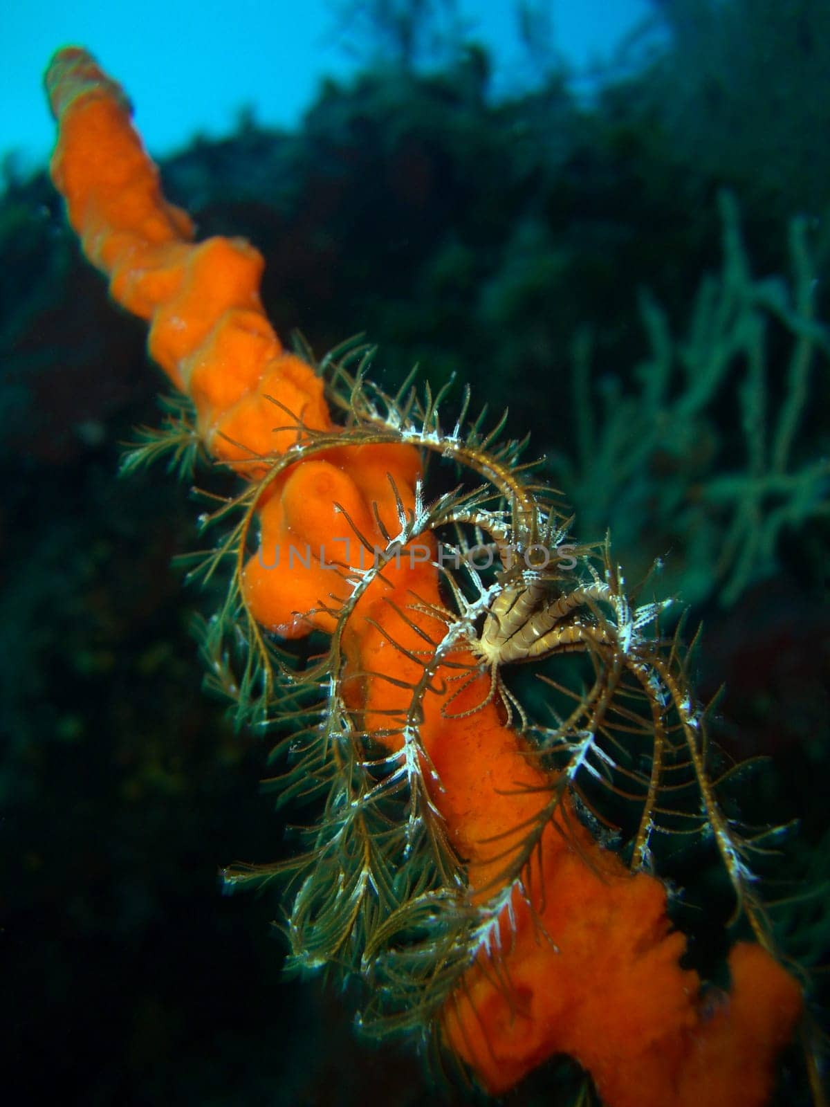 Hair star on sponge