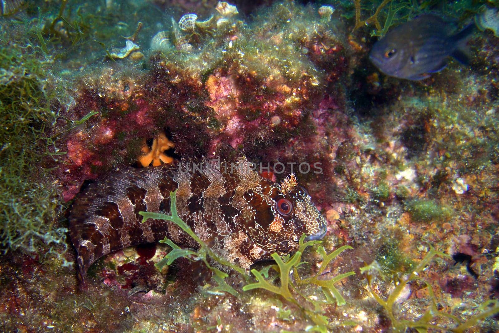 Blennius