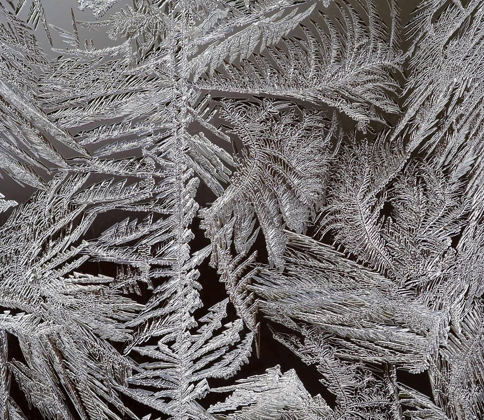 frost flower