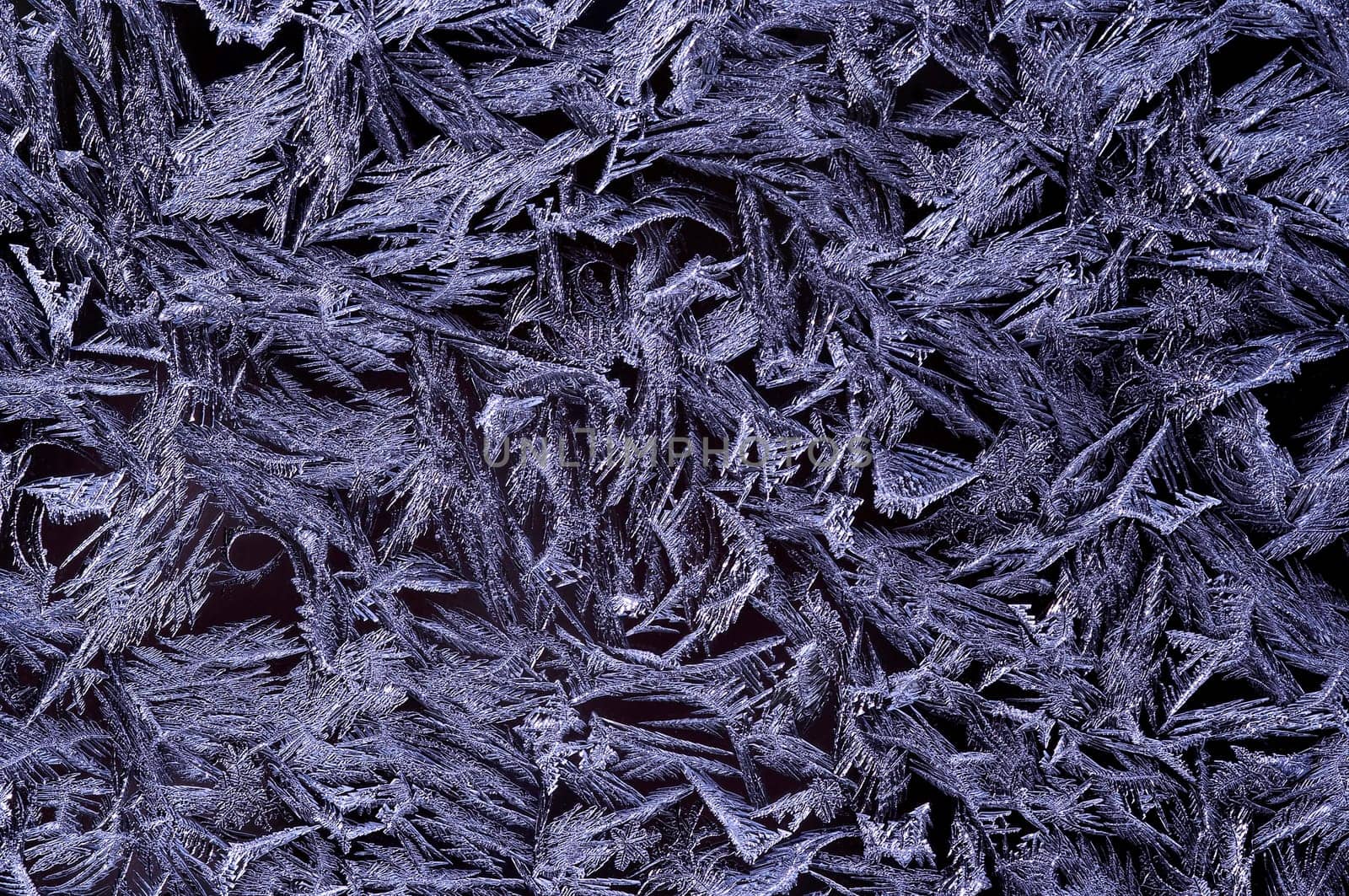 frost flower