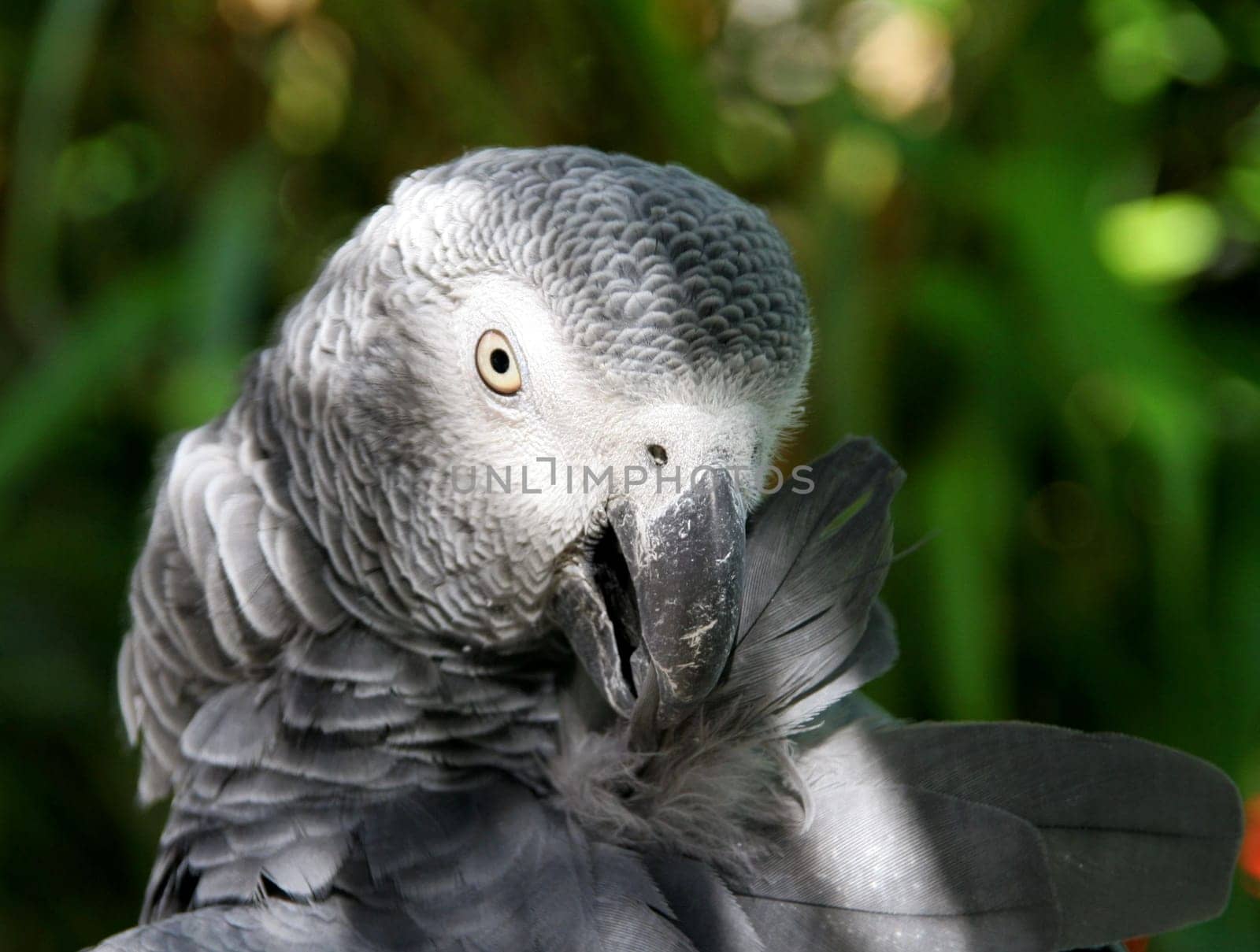 Grey Papgei