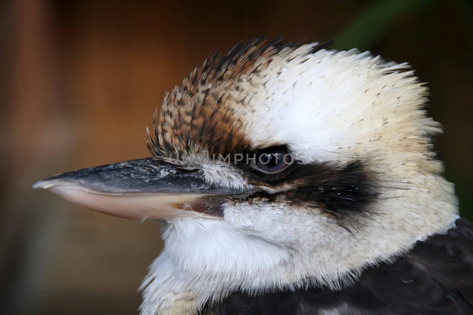 Laughing kookaburra