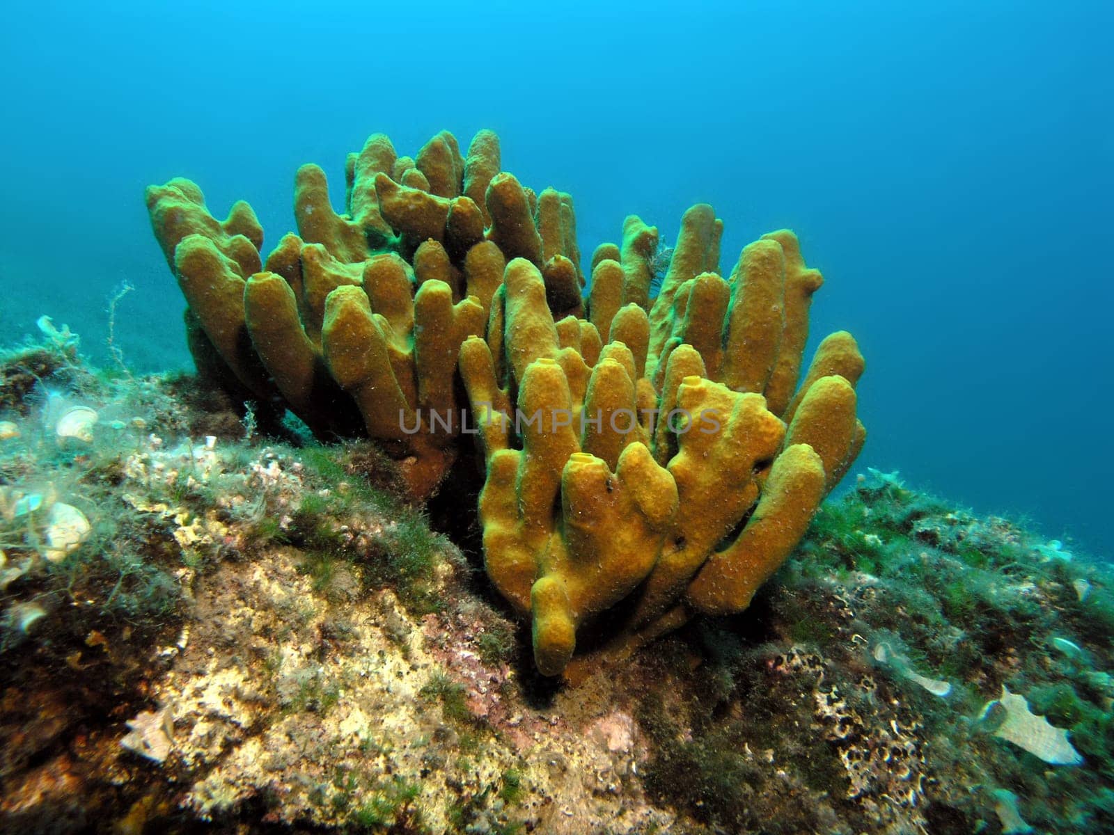 Golden sponge