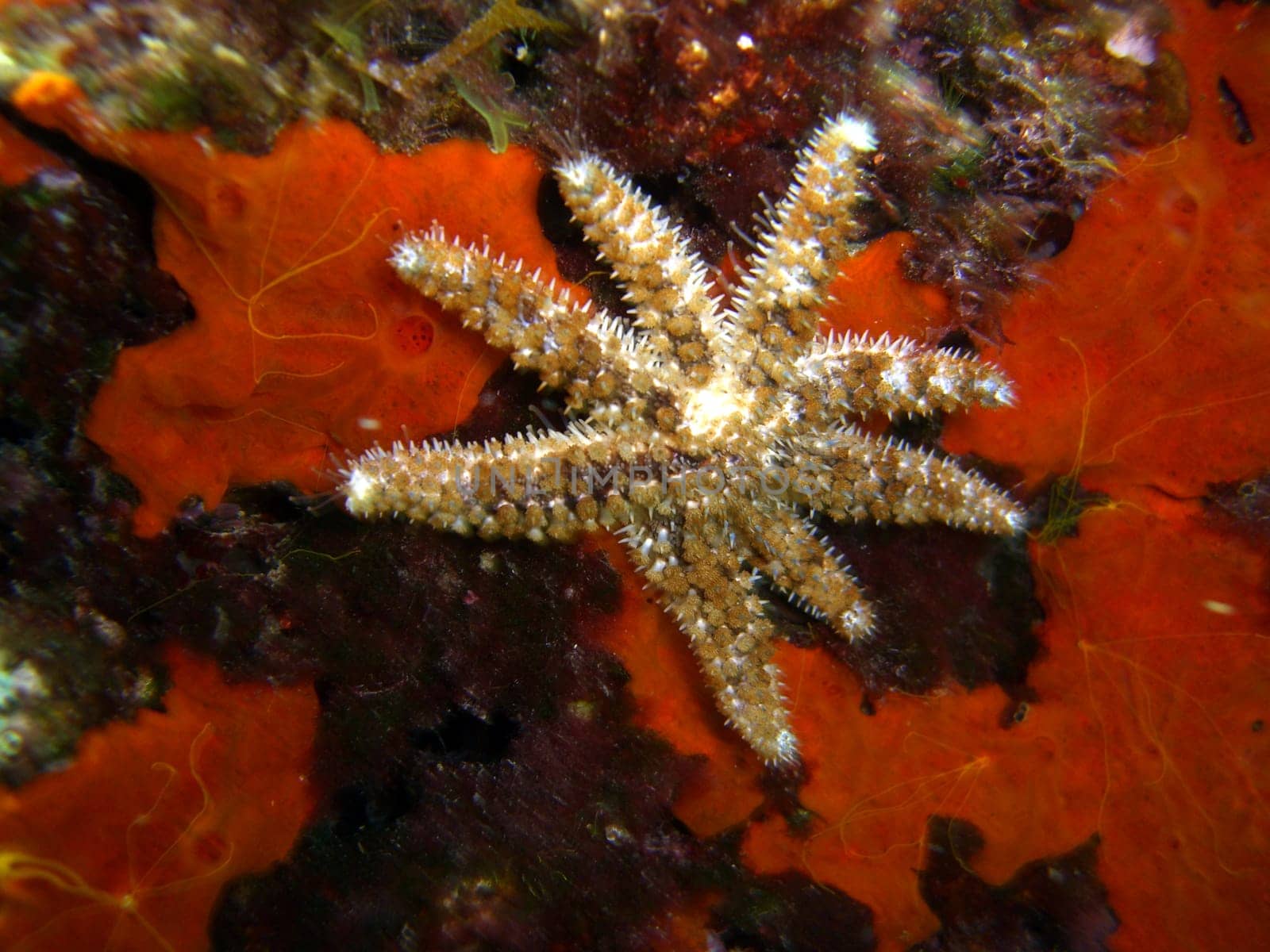 Star of Thorns