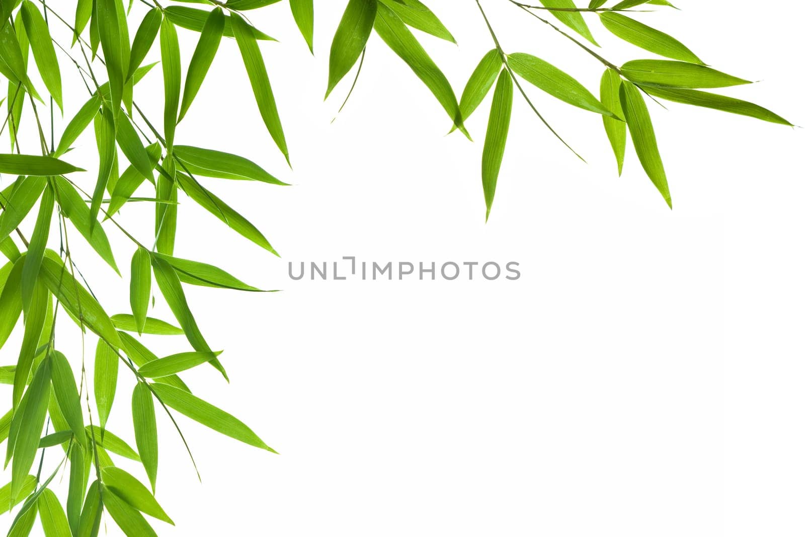 bamboo- leaves