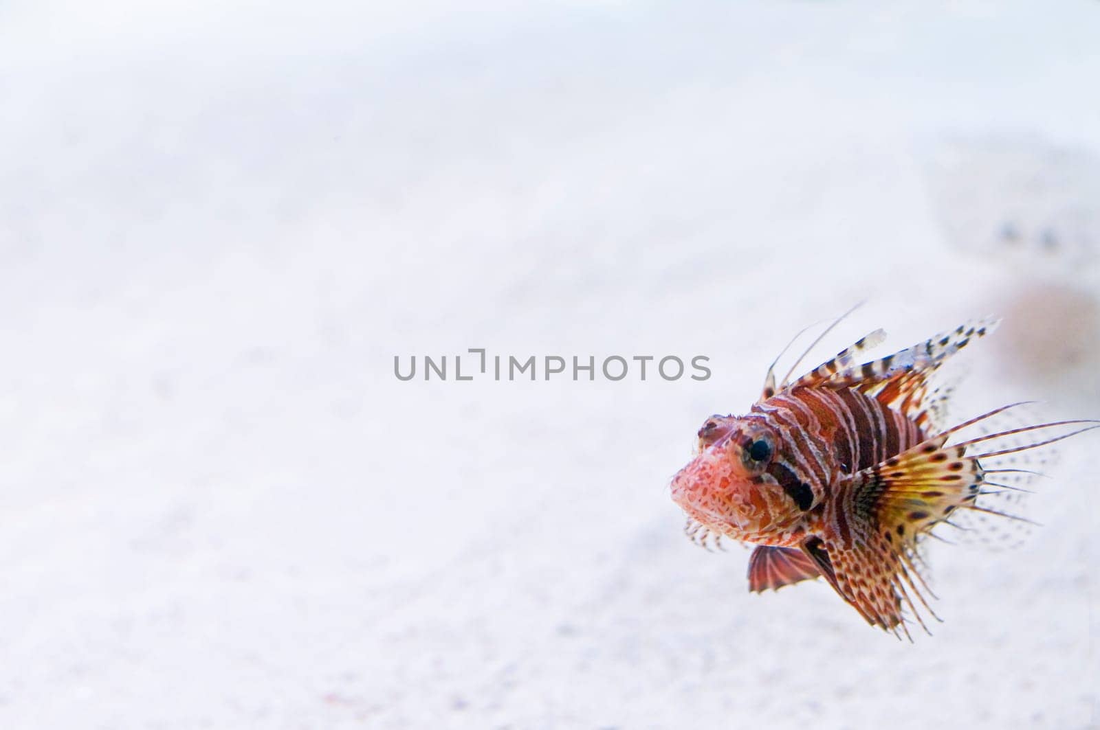 Lionfish
