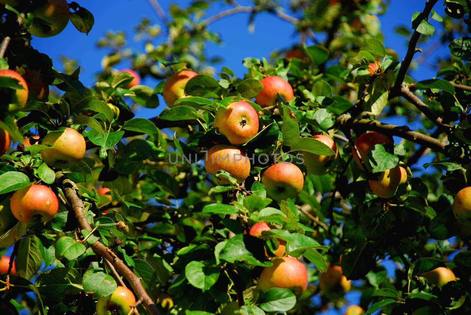 apple tree