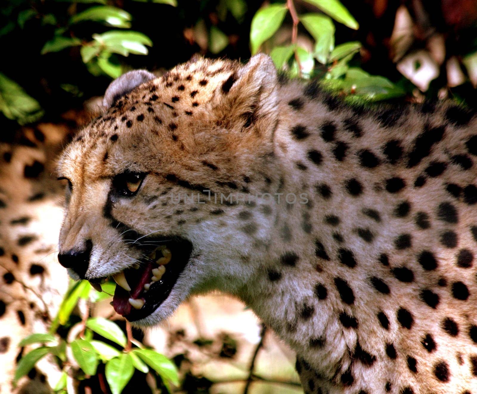 Showing teeth