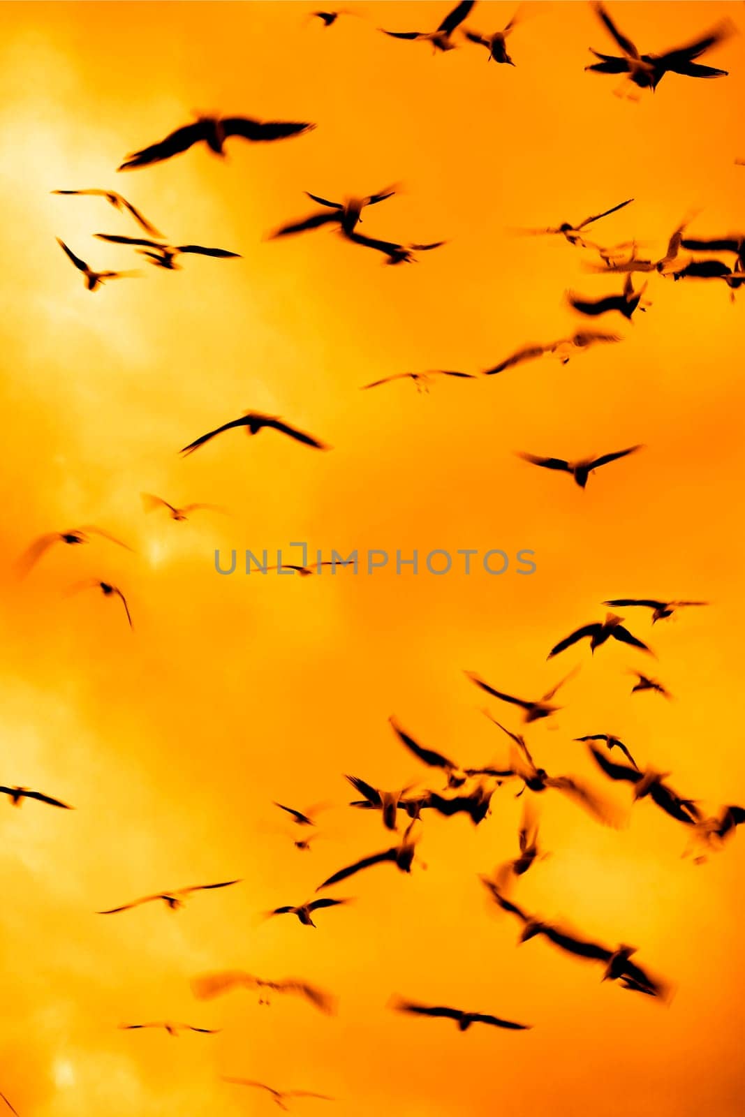 nature image of silhouetted birds flying