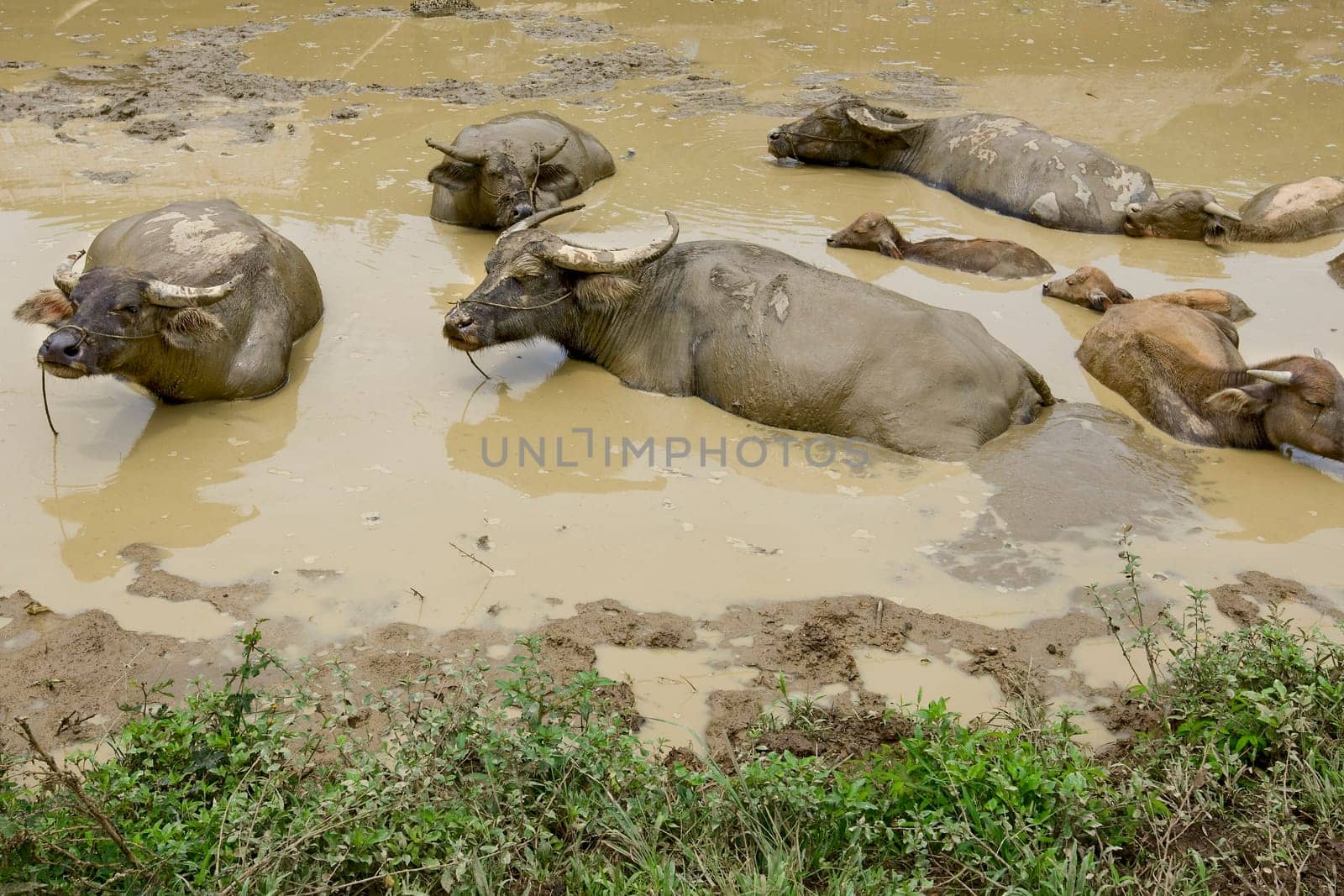 Water buffalo in the mud,Laos