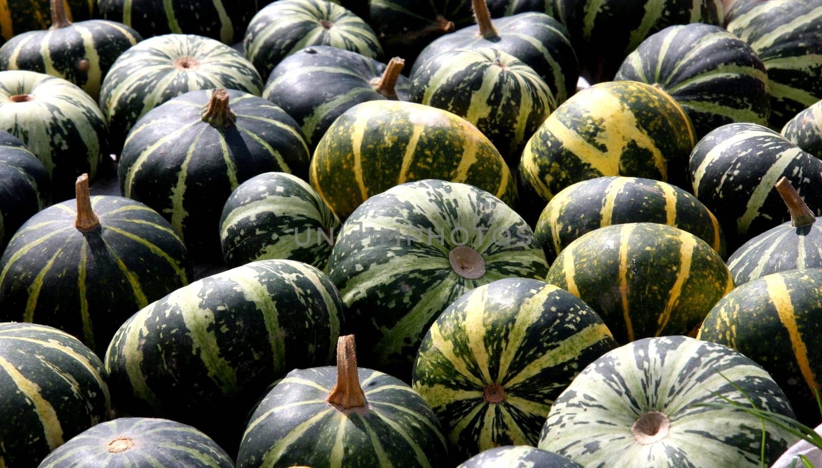 Pumpkin harvest
