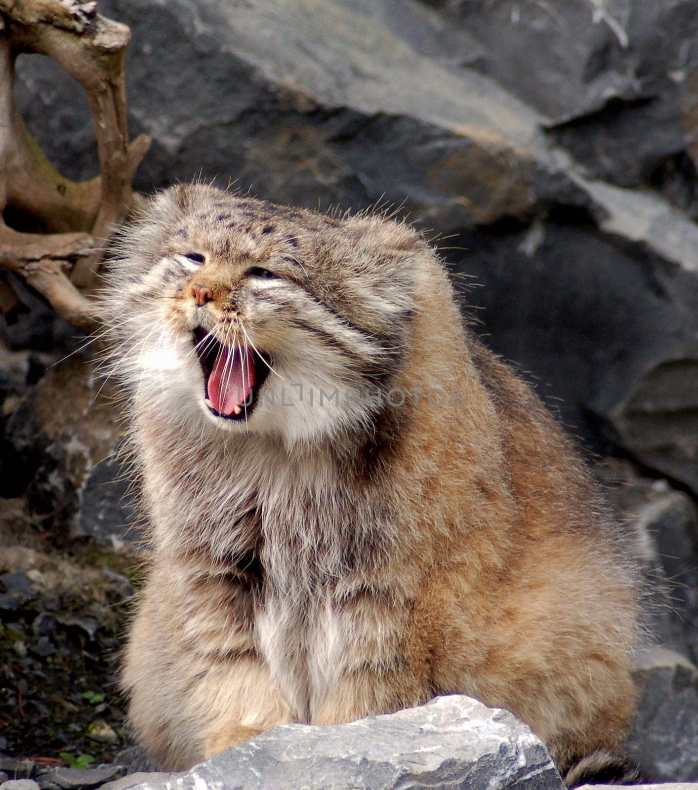Manul Cat 2