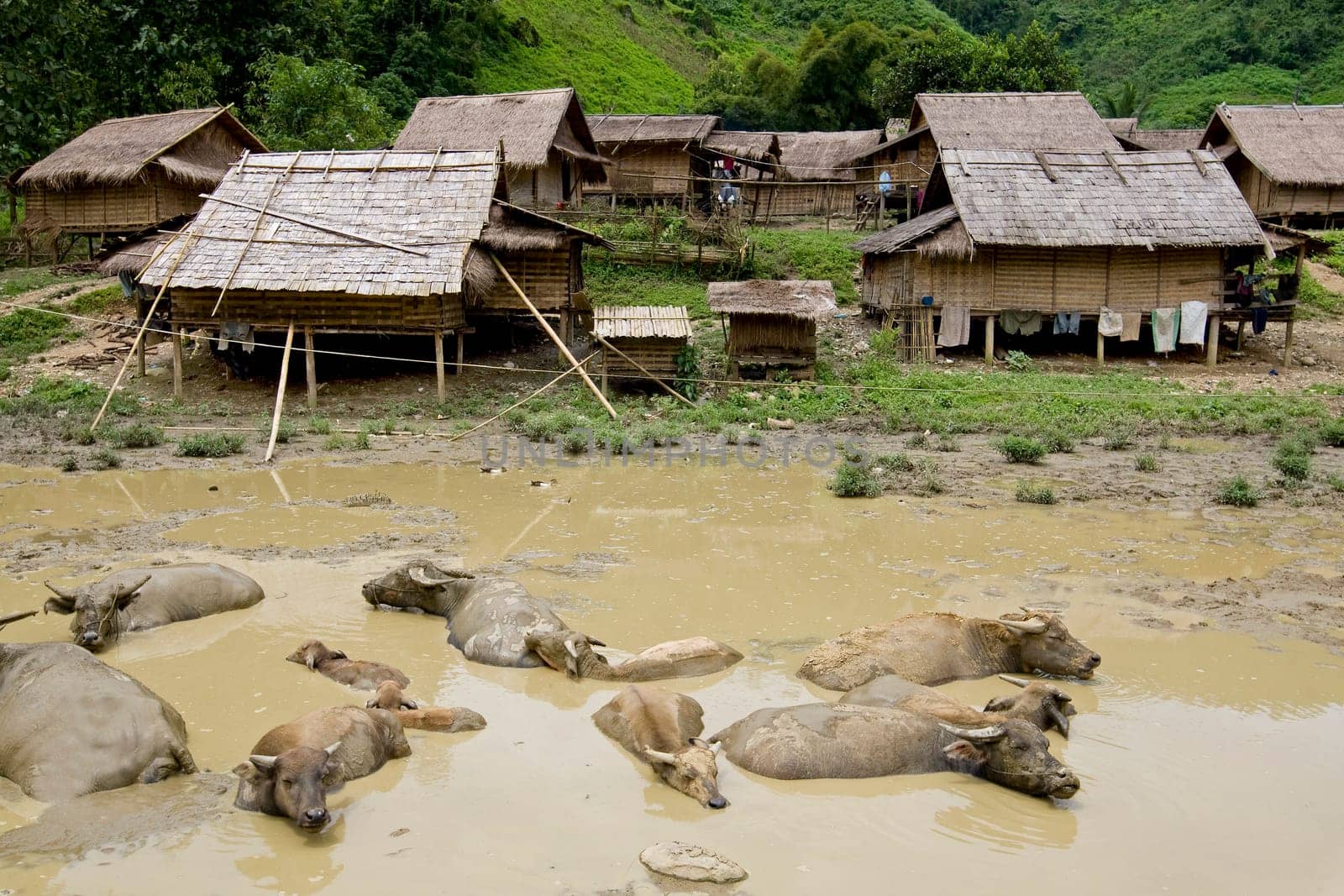 Water buffalo in front of village,Laos