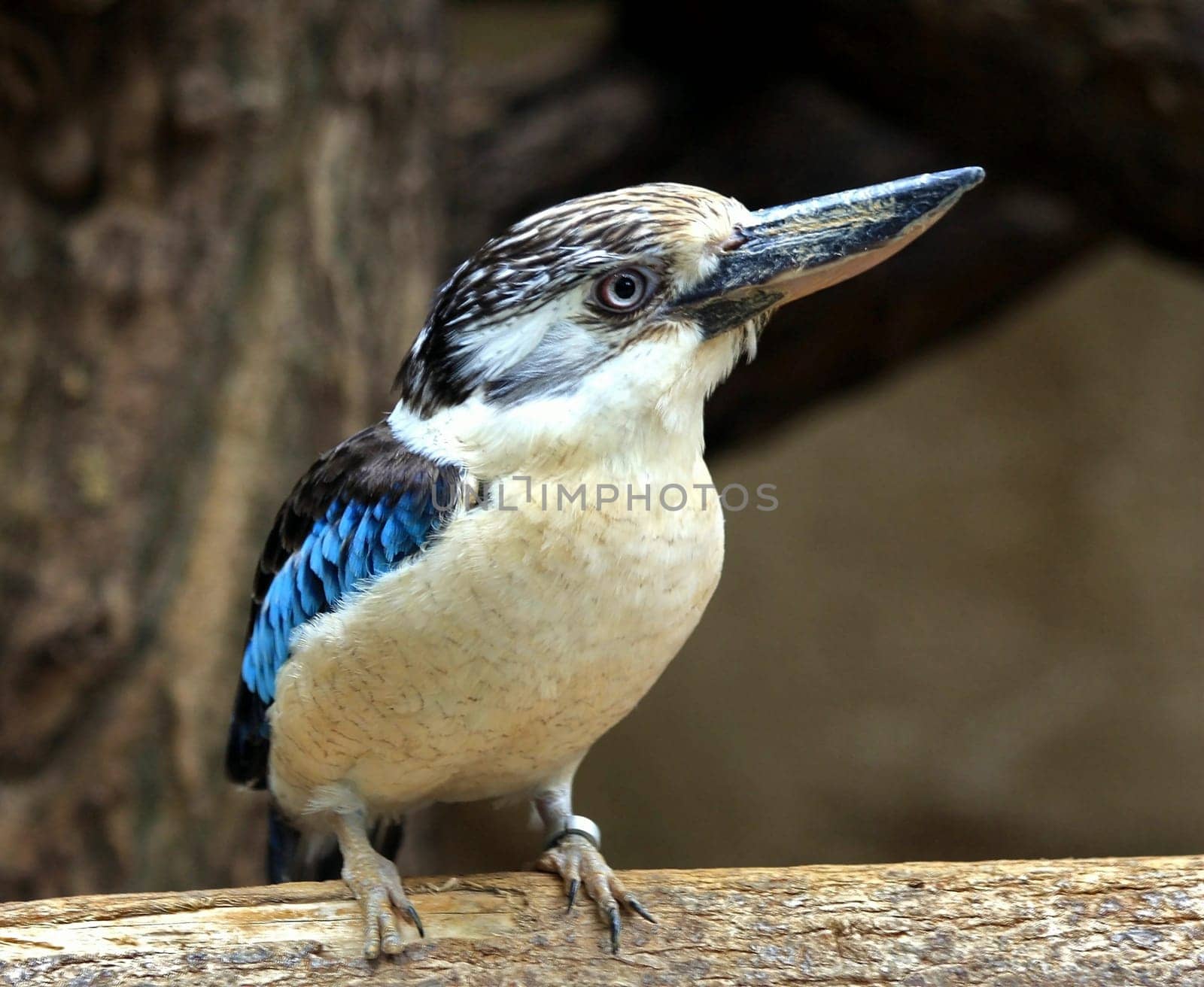 laughing kookaburra