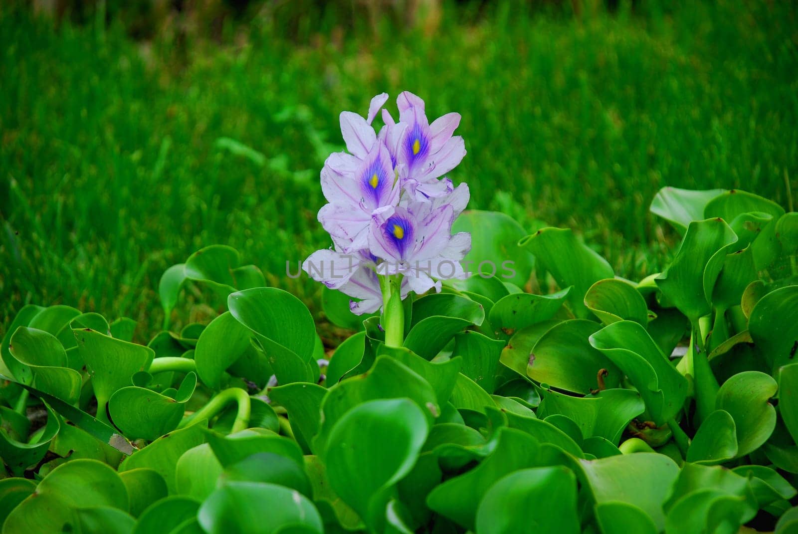 Thick-stemmed water hyacinth