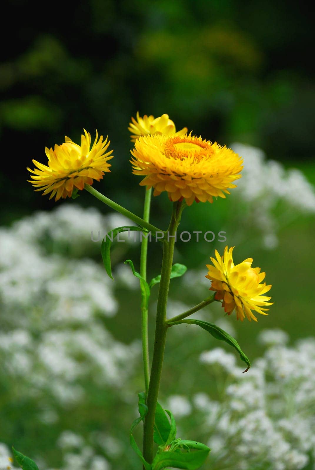 Dwarf Immortelle