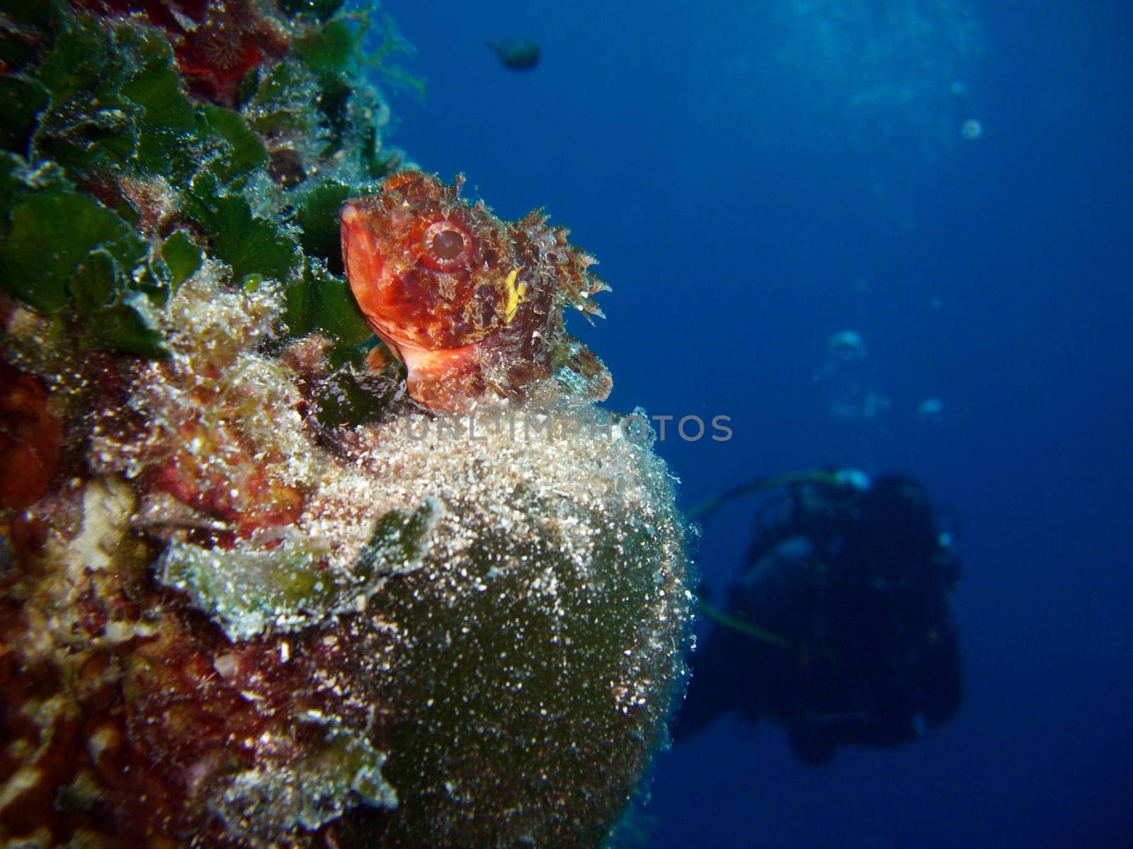small scorpionfish
