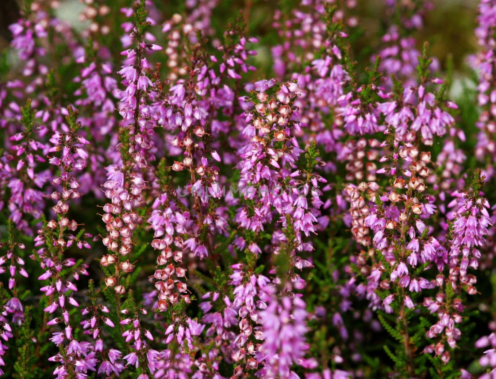In the heath