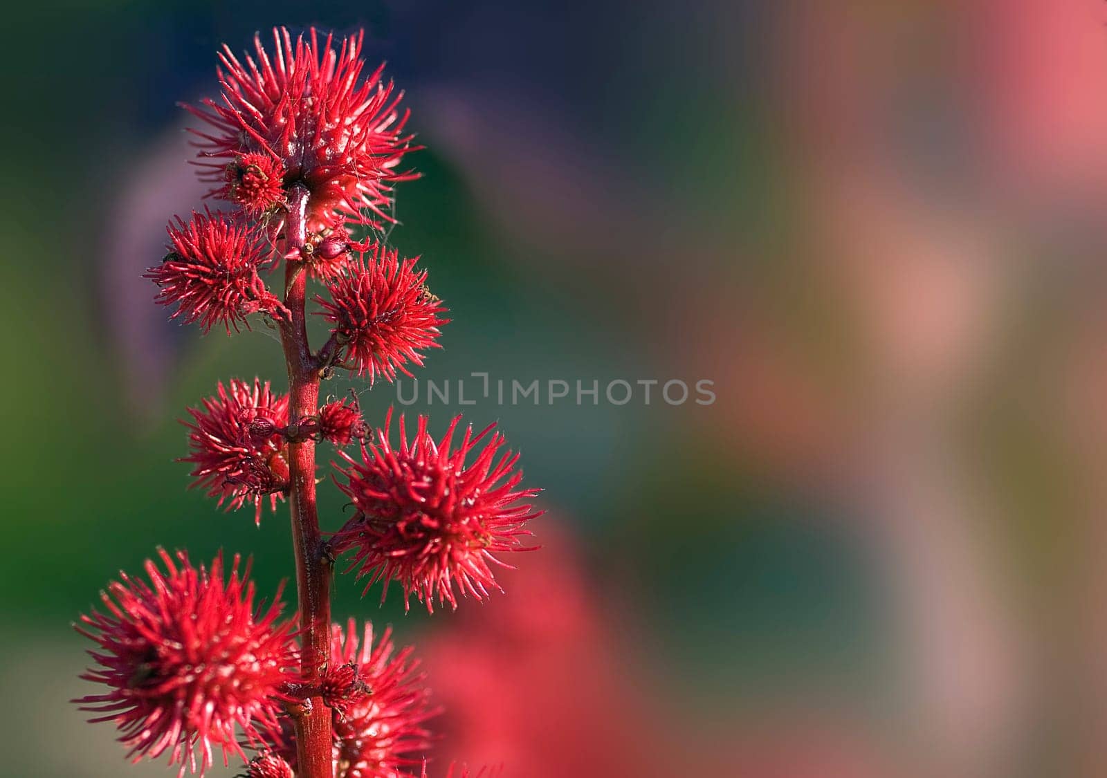 Castor oil plant