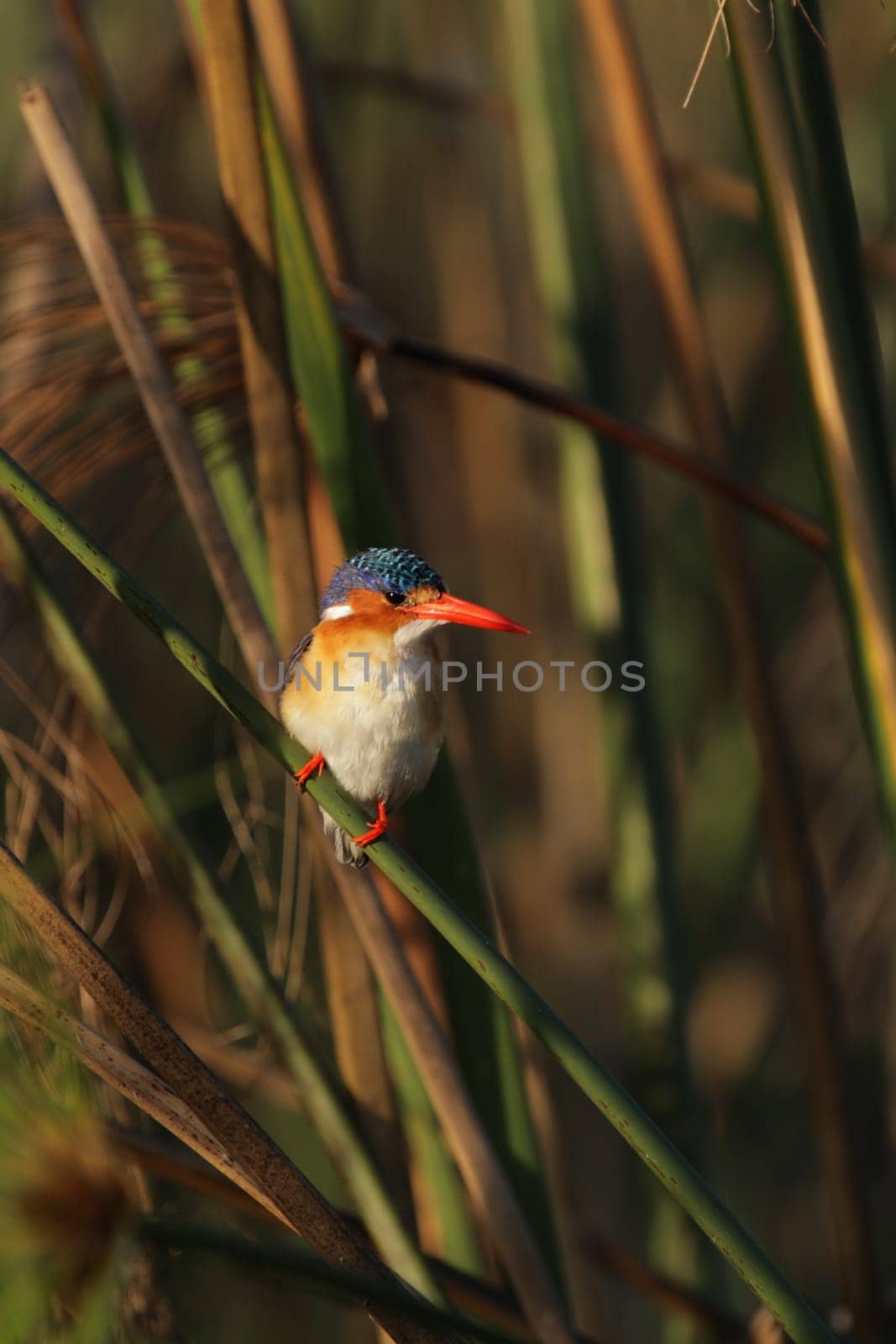 Malachite kingfisher (Alcedo cristata) sits in the reeds  Okavango Delta,Botswana
