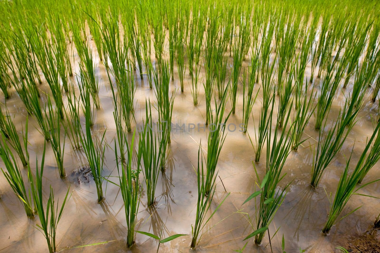 Rice field in Asia