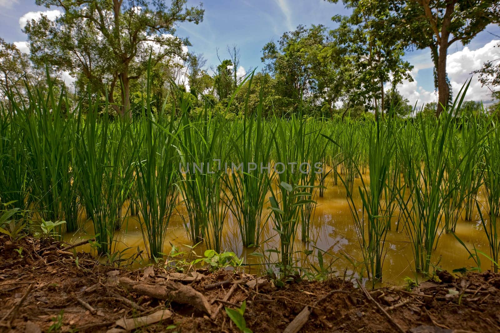 Rice field in Asia