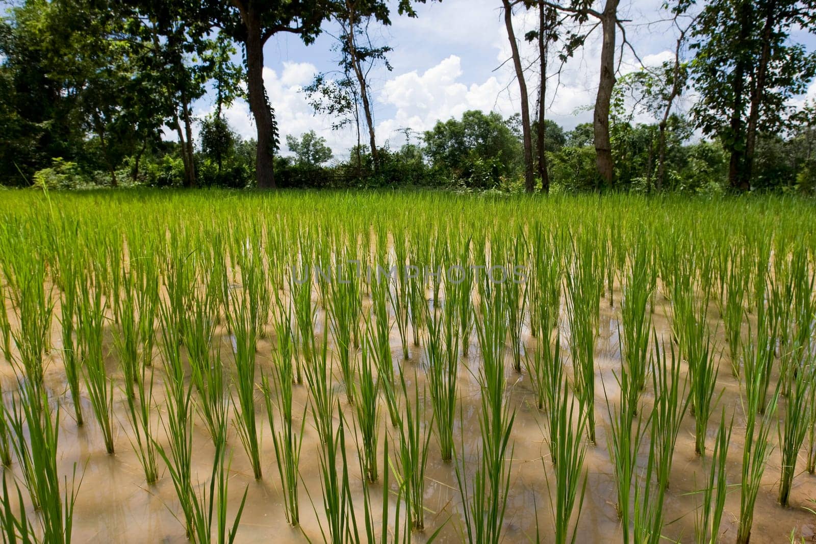 Rice field in Asia