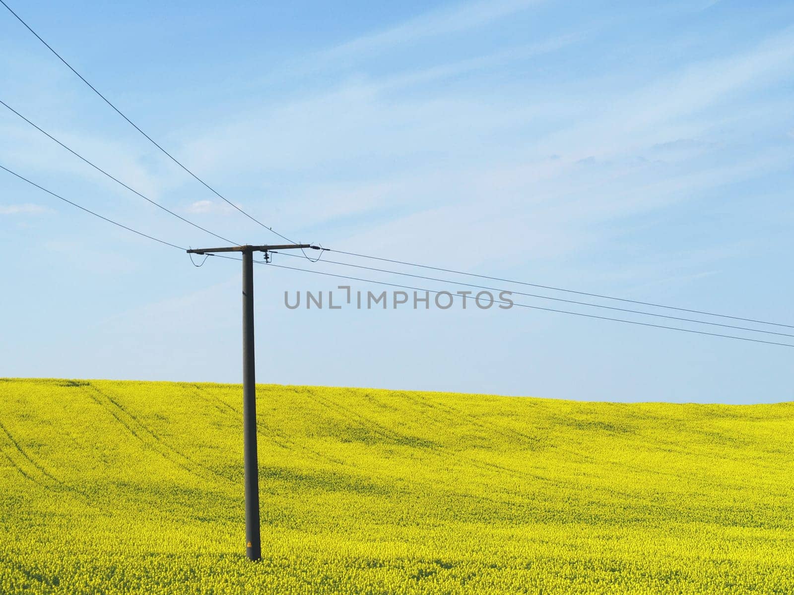 Electricity and rapeseed