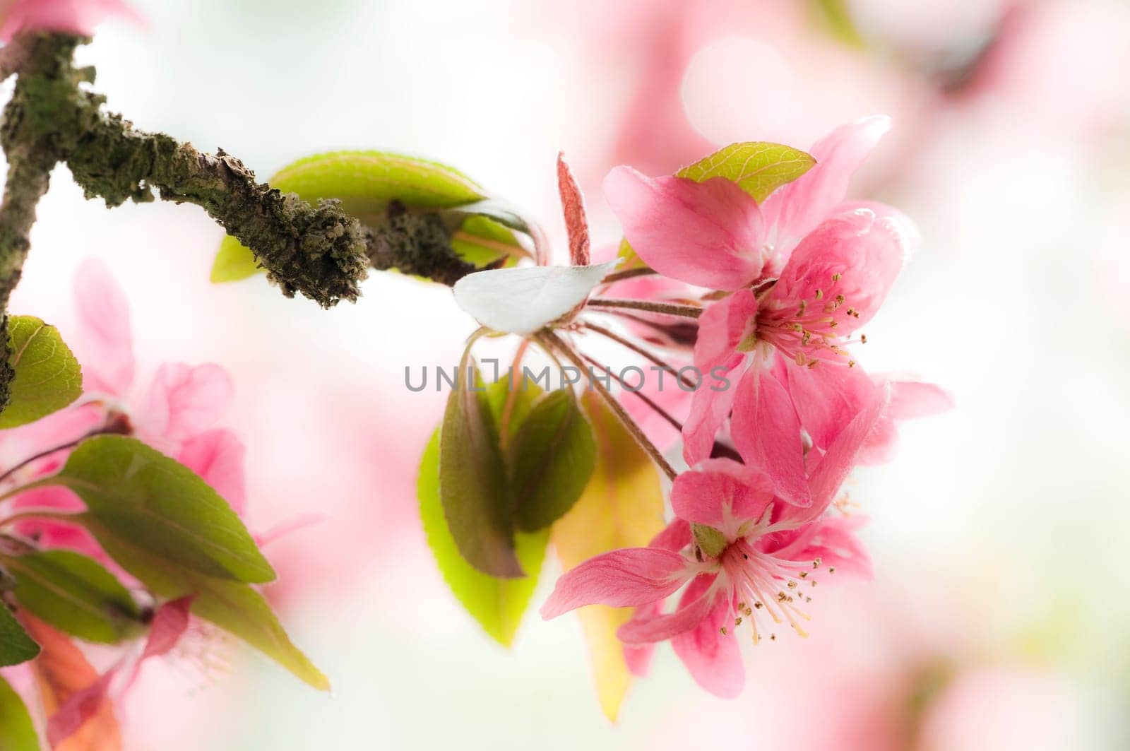 Cherry Blossom 2