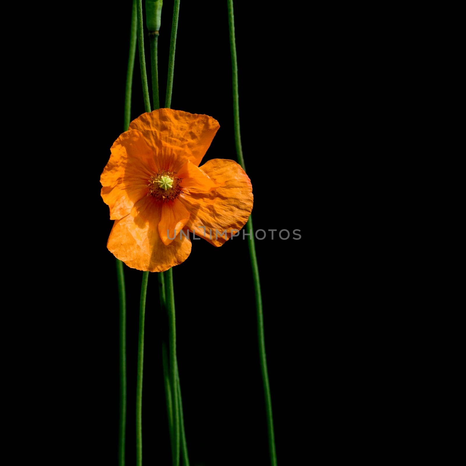 Poppy