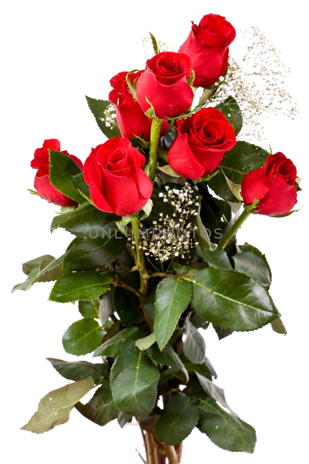 Red Rose