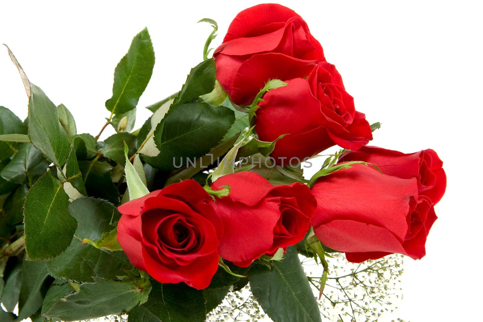 Red Rose