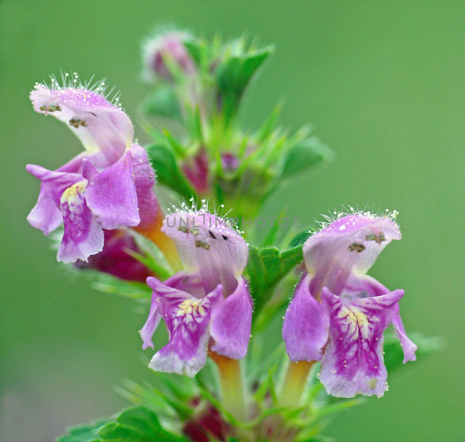 The common hollow tooth (Galeopsis tetrahit) - also known as the common,stinging or prickly hollow tooth - is widespread in our weed communities on fields,in forest fields,on paths and debris sites,especially in montane locations. The plant is