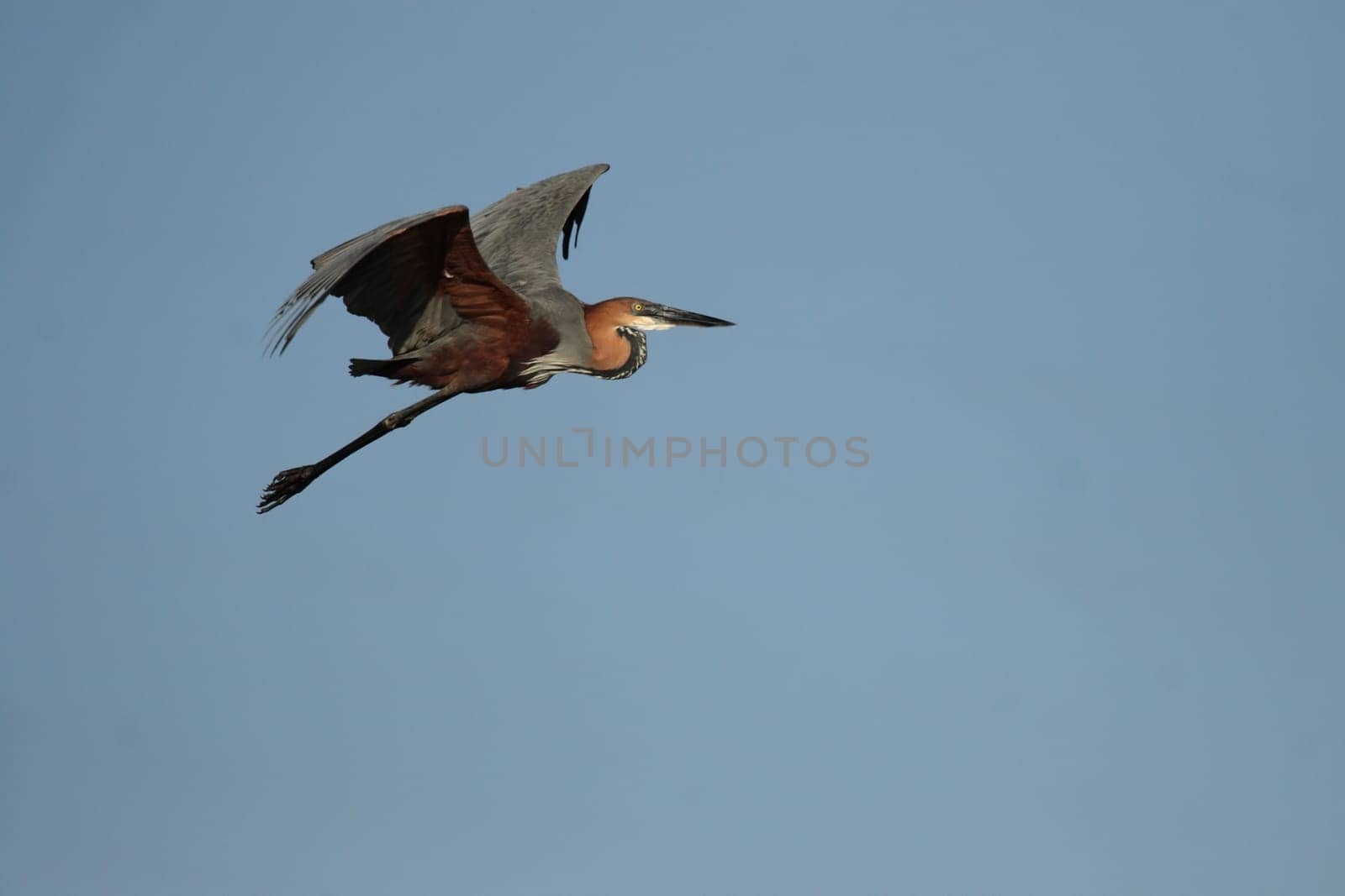 Goliath Heron flying over the Okavango Delta,Botswana