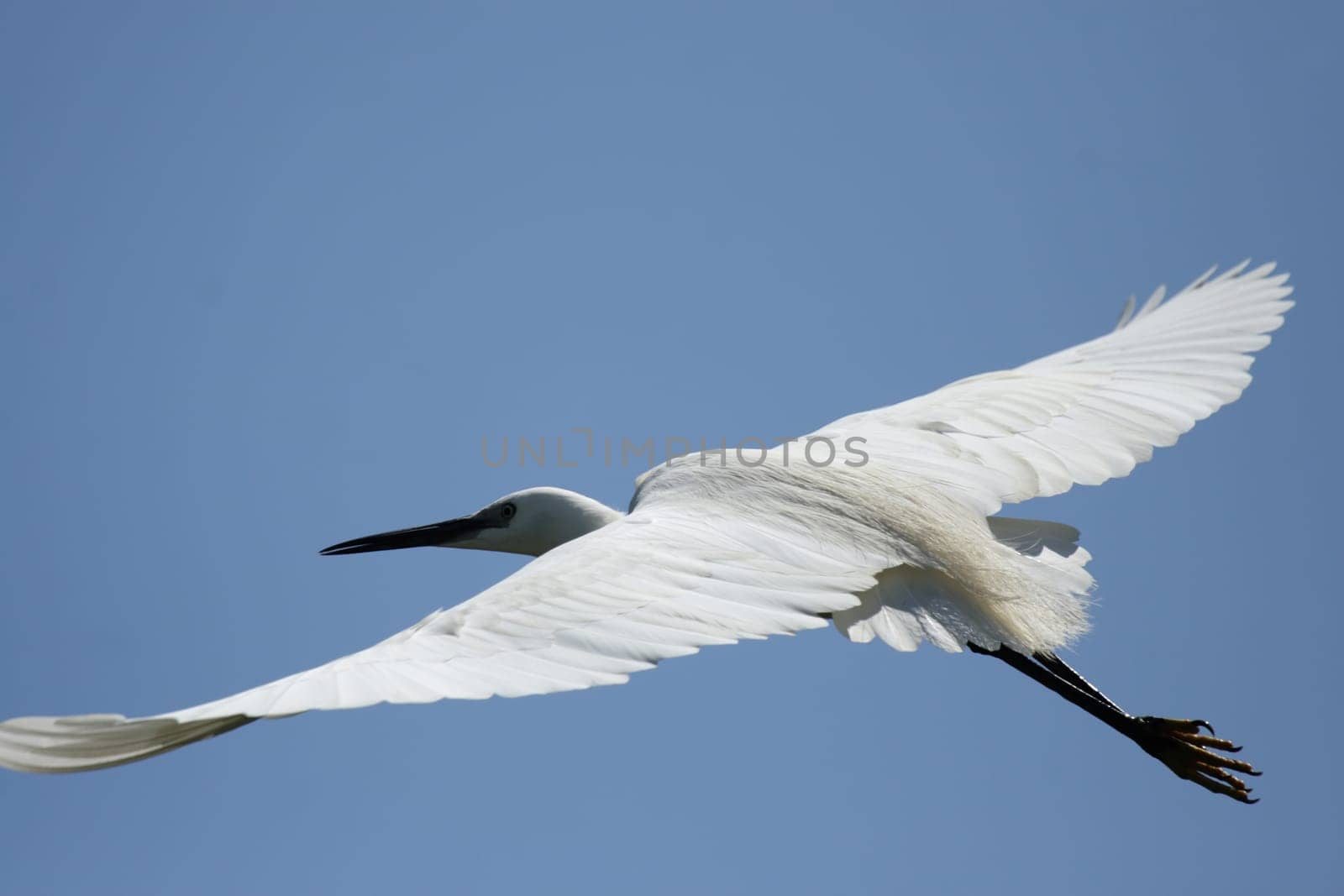 Little Egret (Egretta garzetta) in flight over the Okavango Delta,Botswana