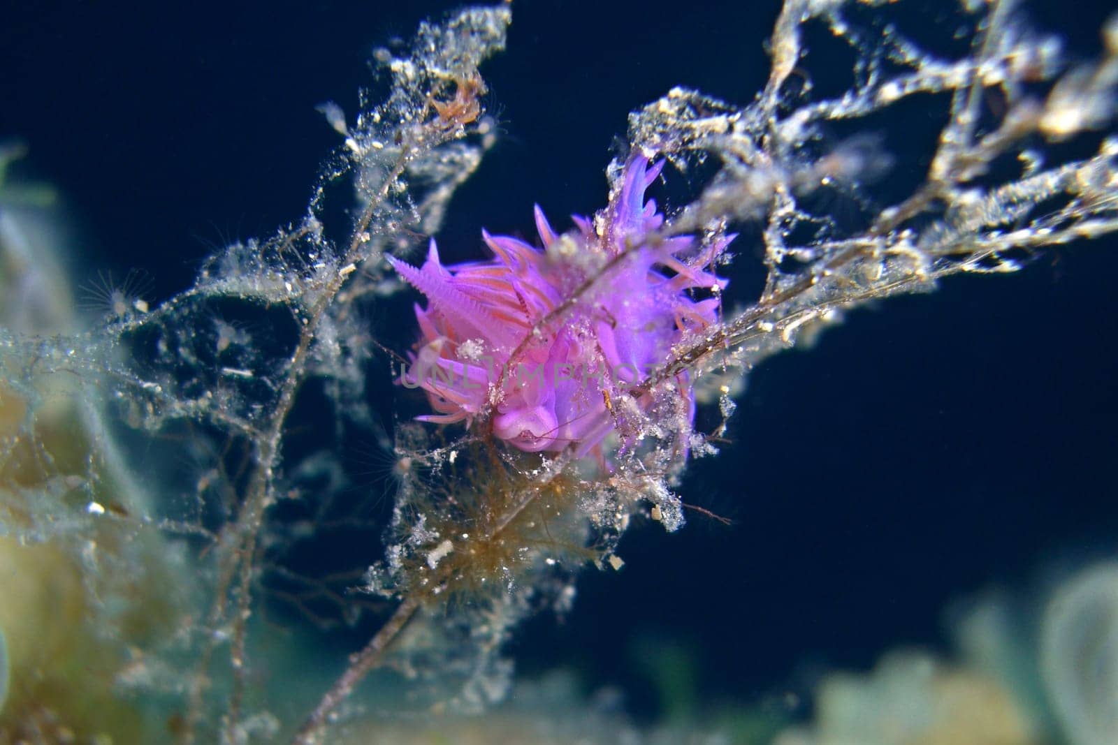 purple nematode snail