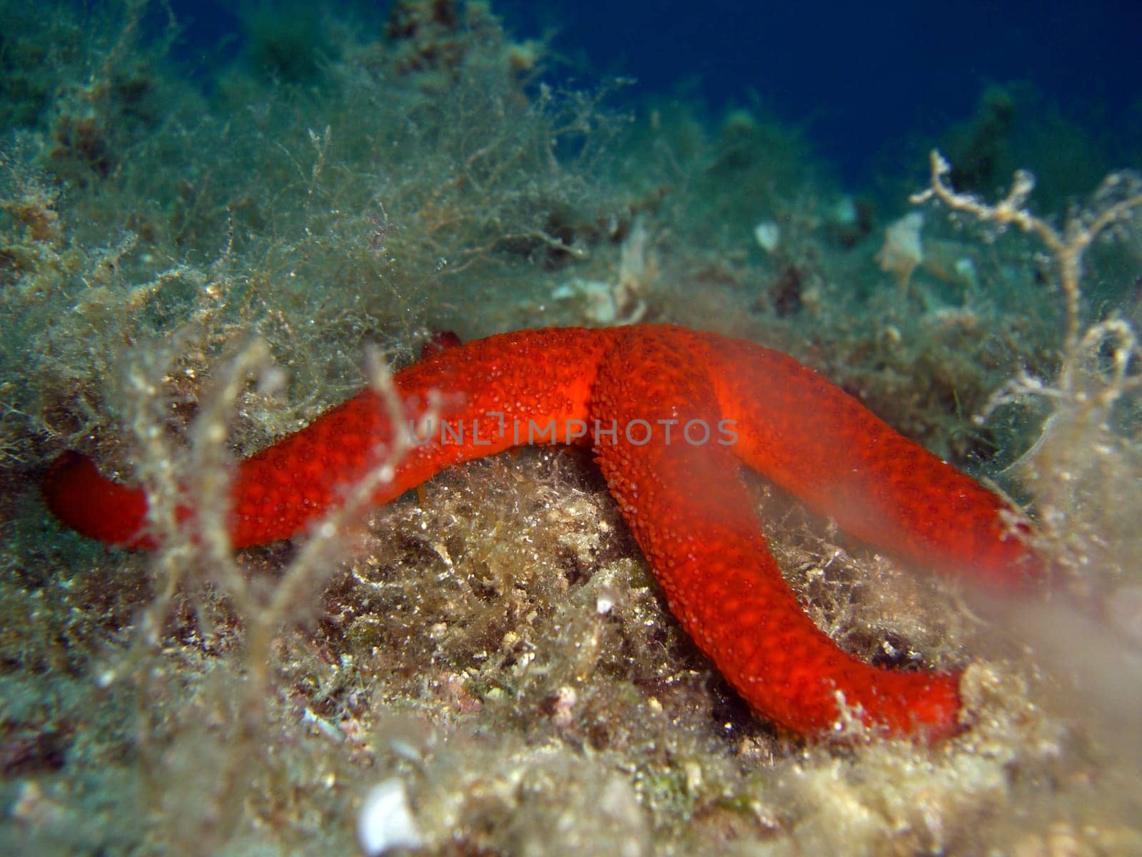 red starfish