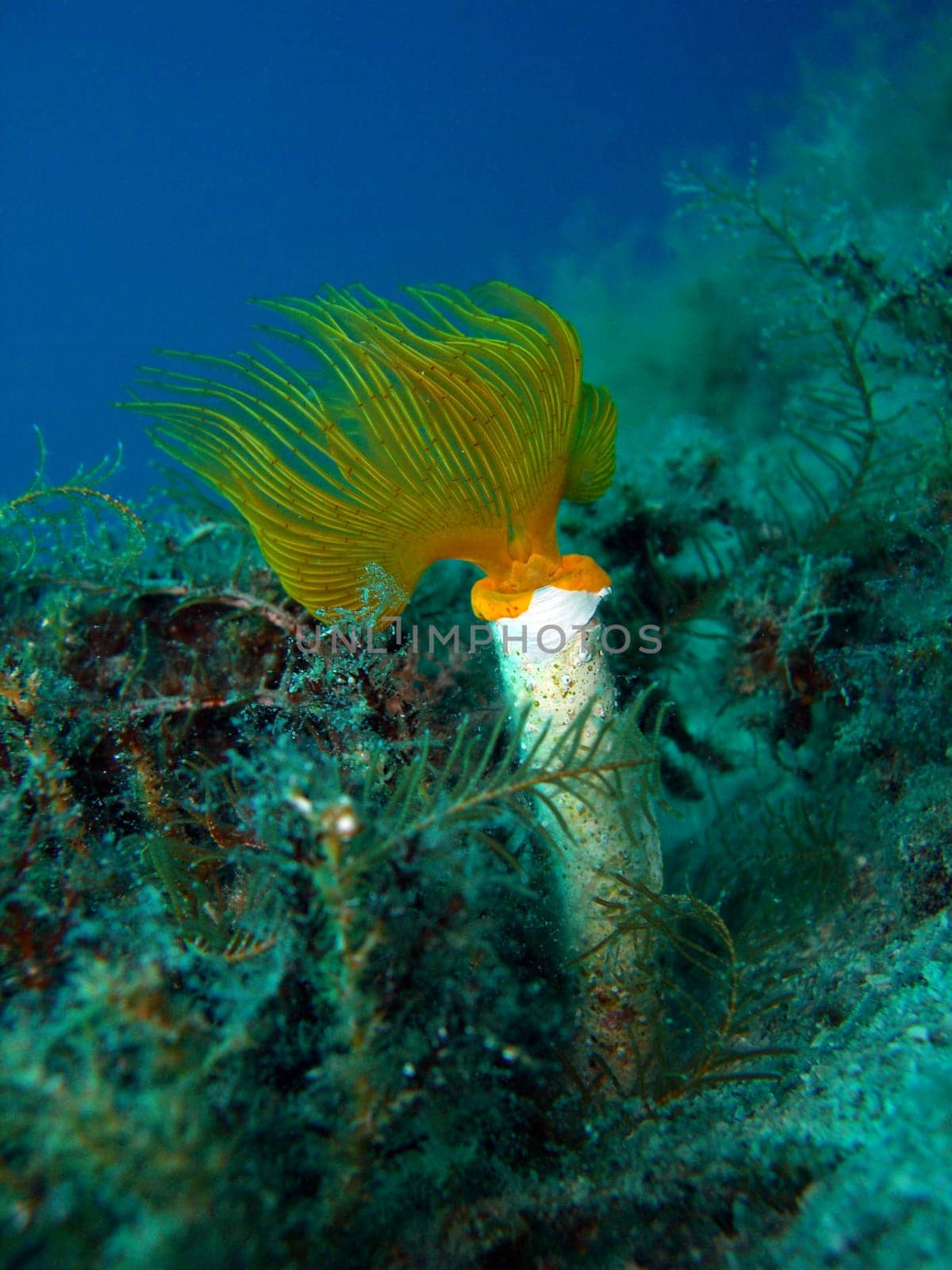 red tubeworm