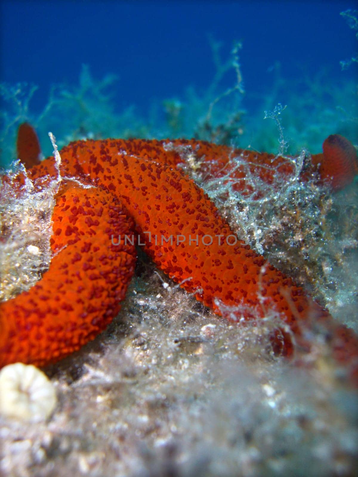 red starfish