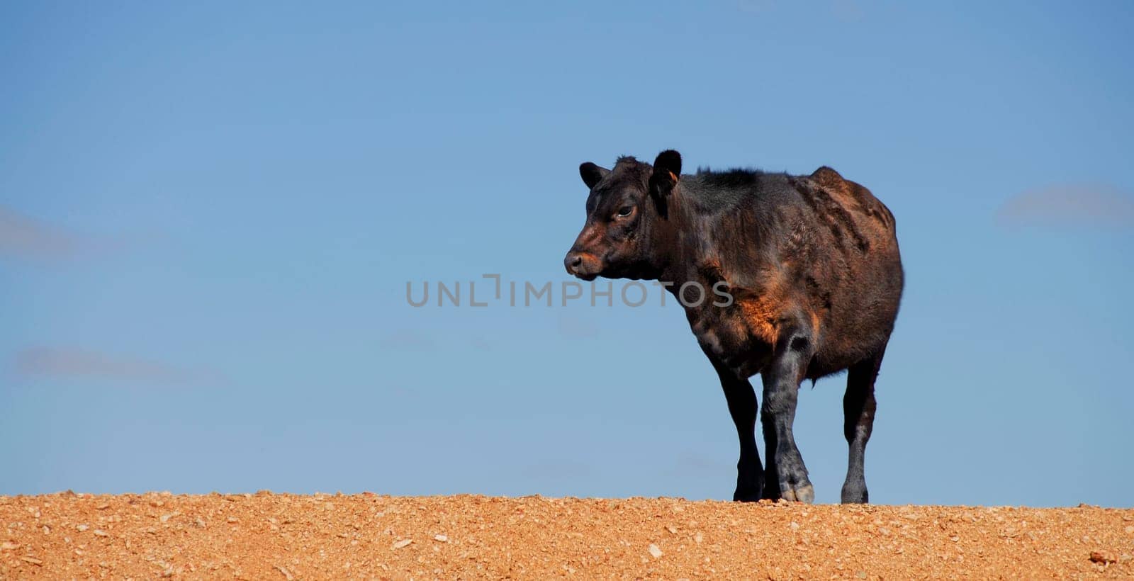 Cattle