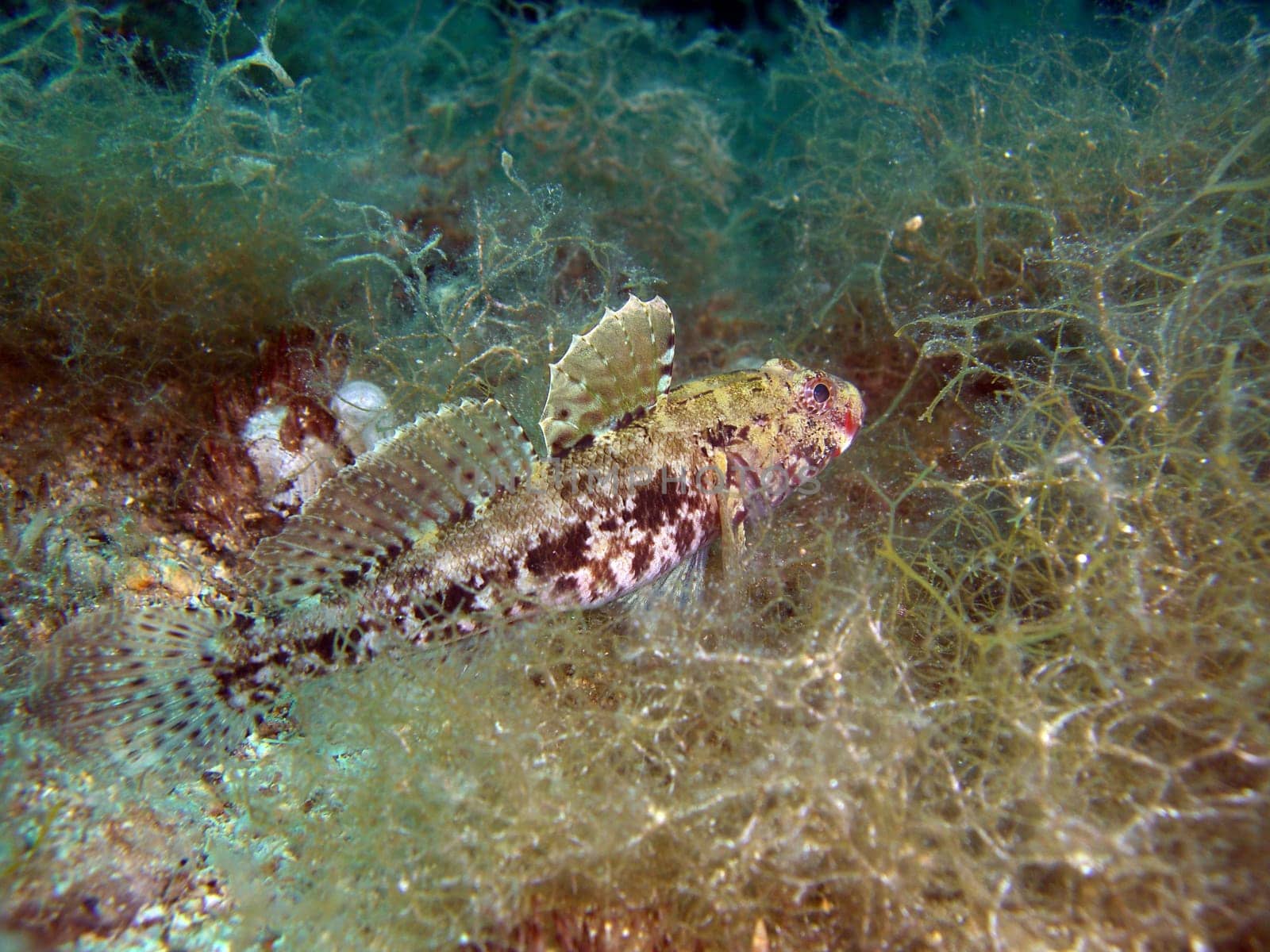 Bloodmouth Goby