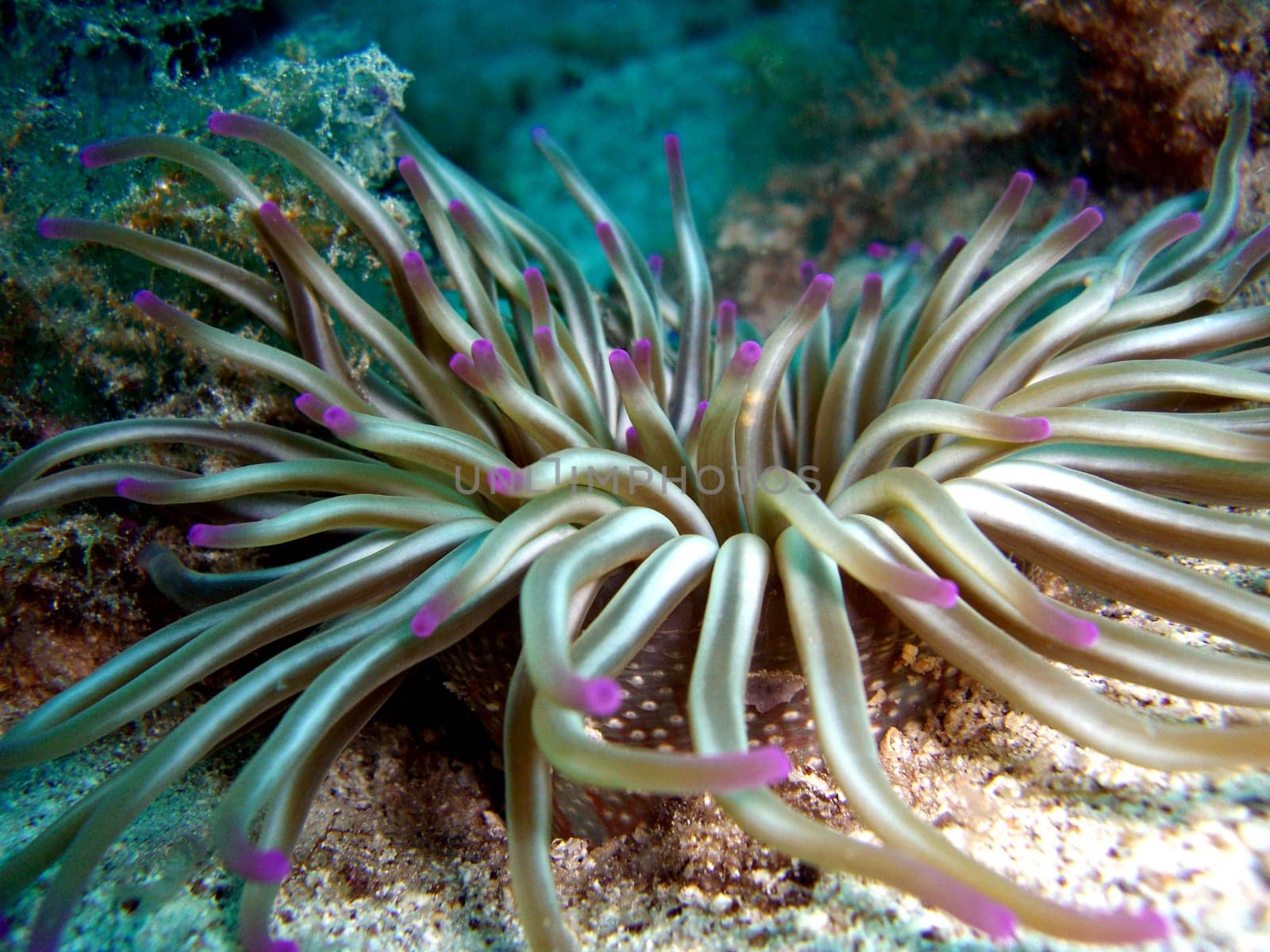Sea anemone