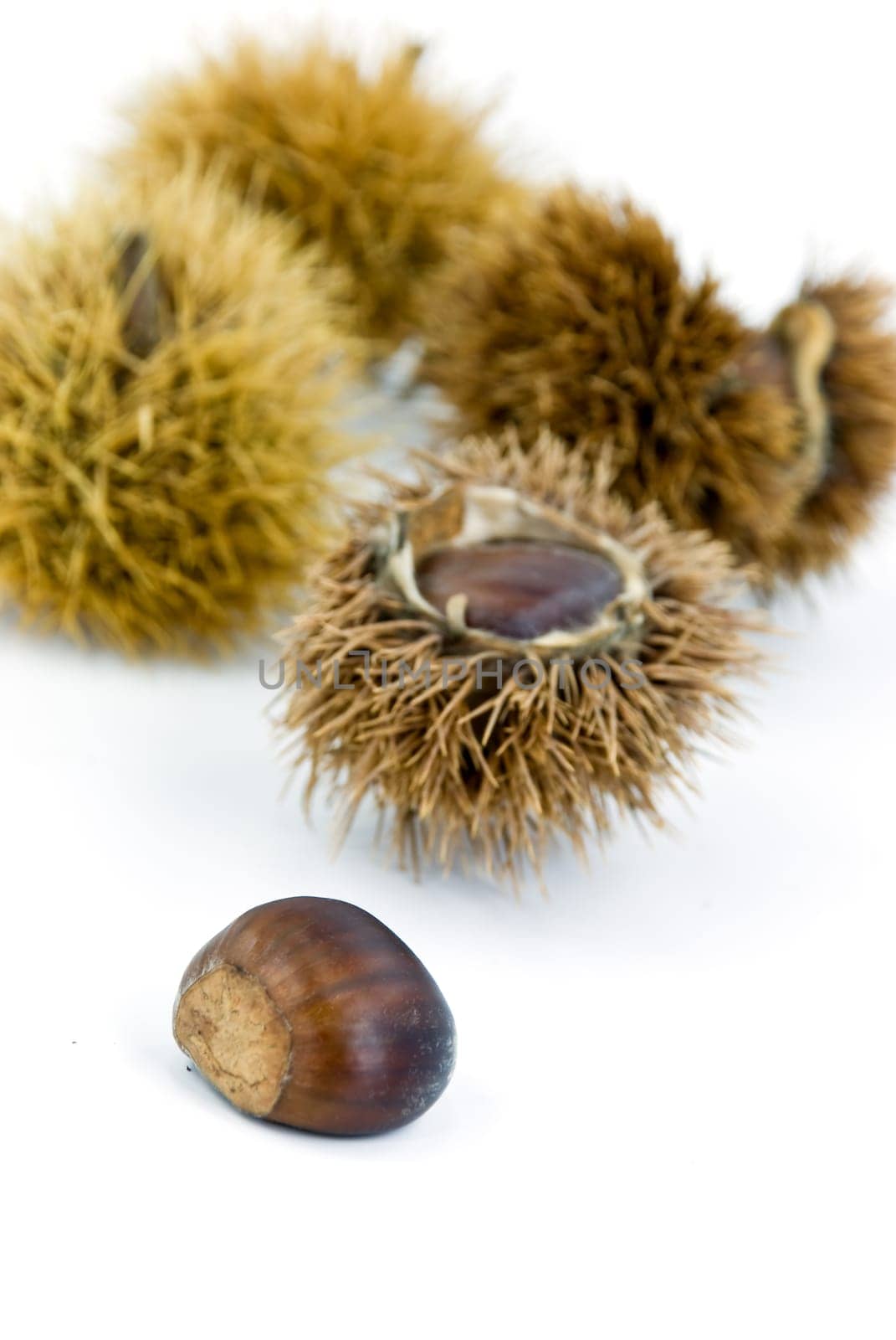 Ess - Chestnuts in October