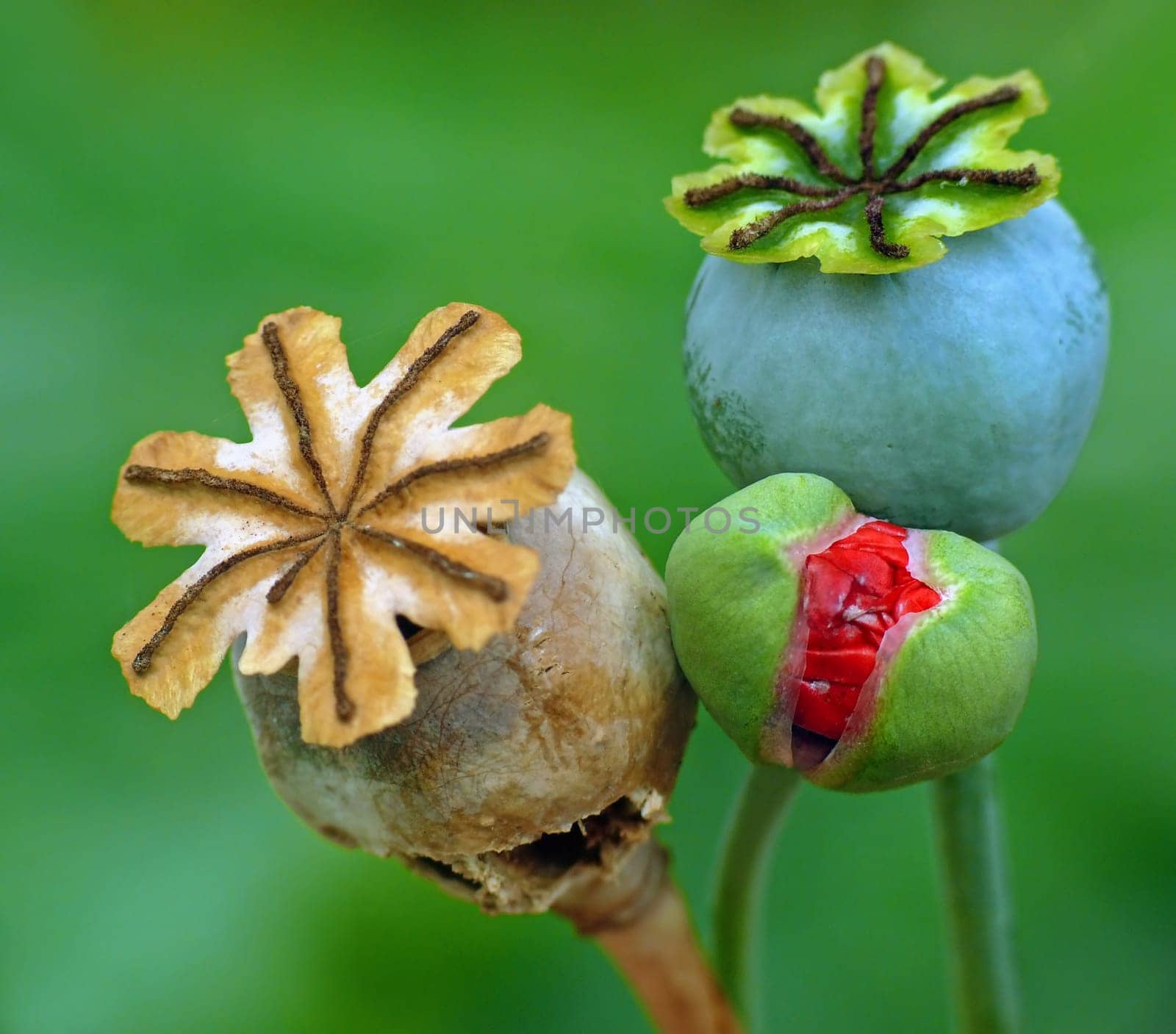 Papaver rhoeas: Life stages allegorical