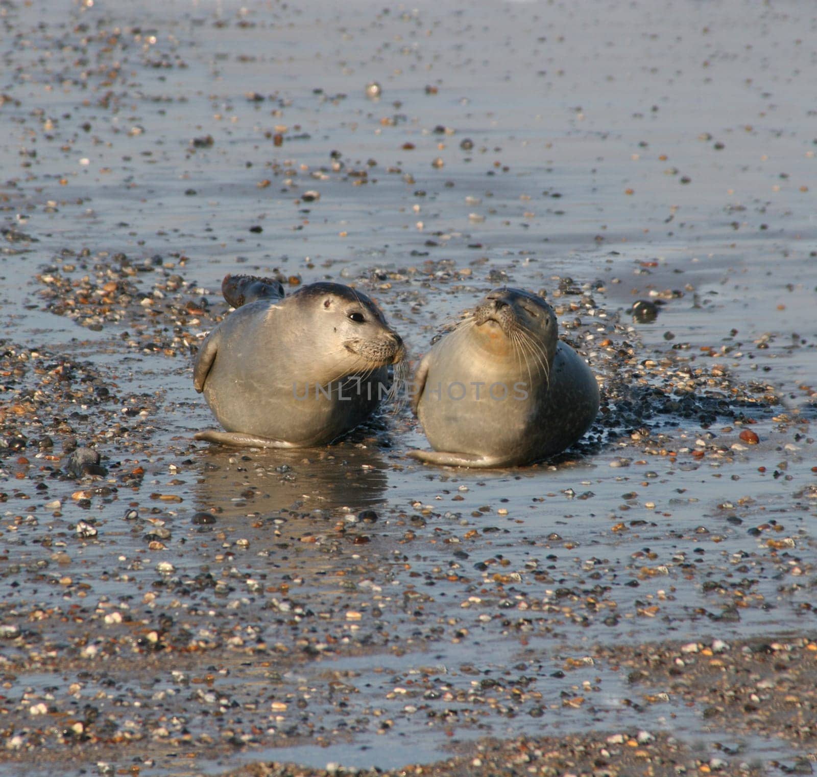 Seal twins on the beach (Heligoland)