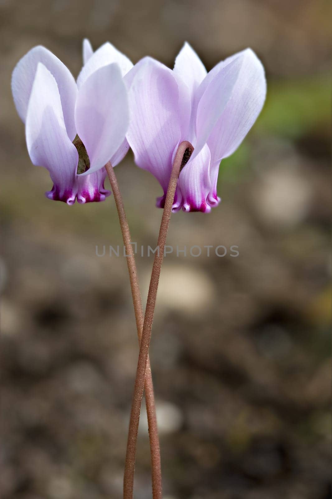 Cyclamen