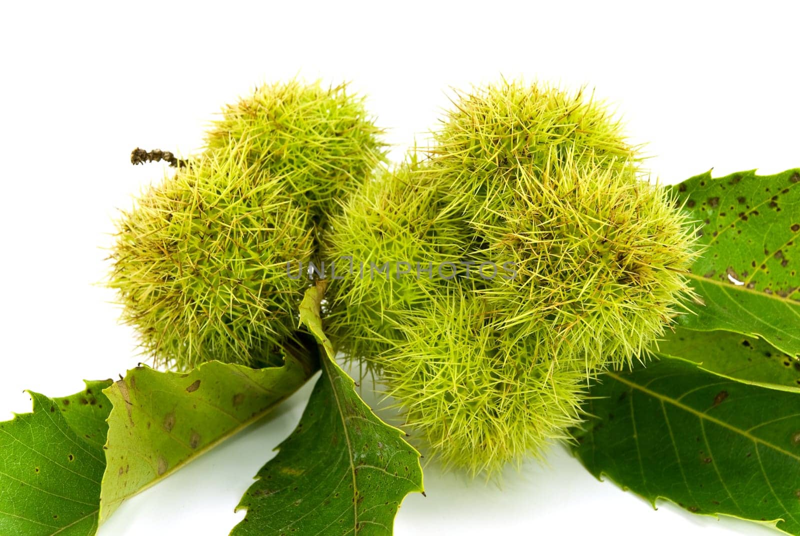 Chestnuts