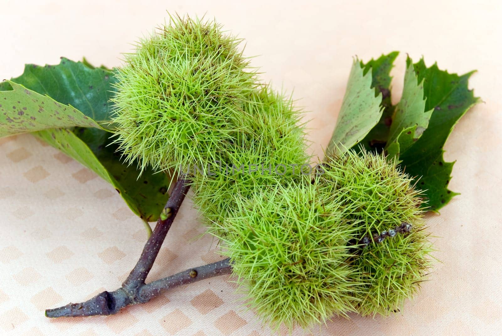 Chestnuts in October