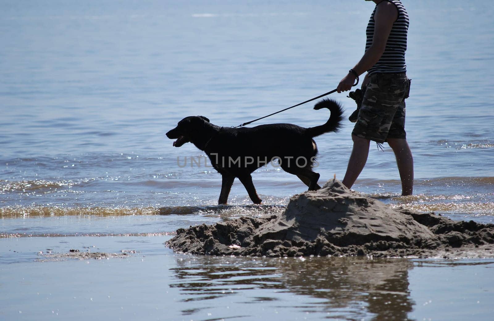 Dog 2070